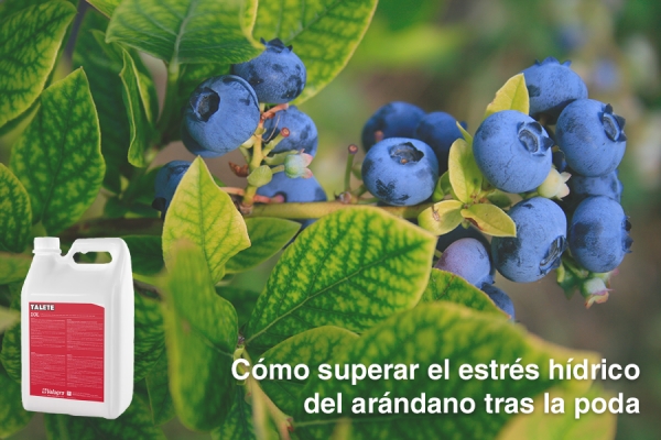Como superar el estres hidrico del arandano tras la poda