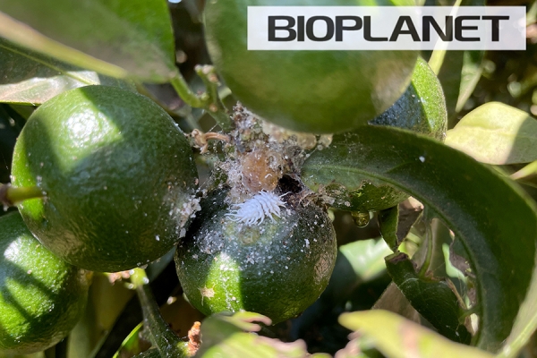 Control biologico en citricos