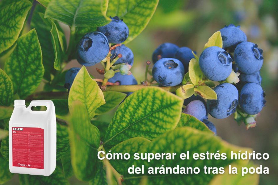 Como superar el estres hidrico del arandano tras la poda