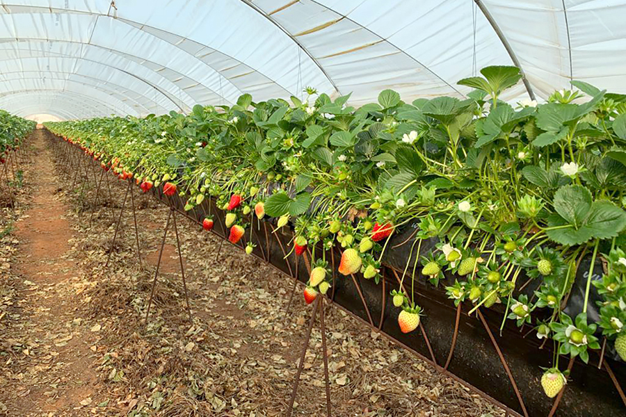 El cultivo hidroponico de la fresa se afianza ante la falta de mano de obra