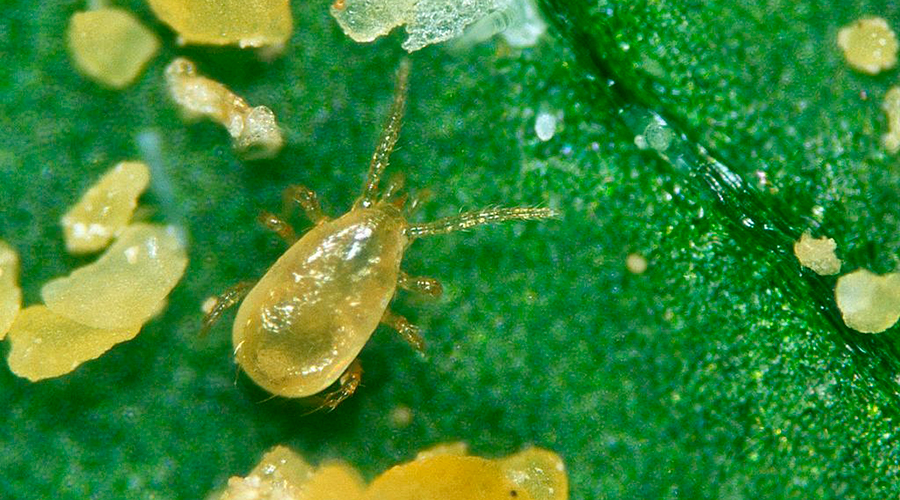 SP Soluciones Agricolas ensaya con exito el control de trips en arandanos con ‘Amblyseius cucumeris’