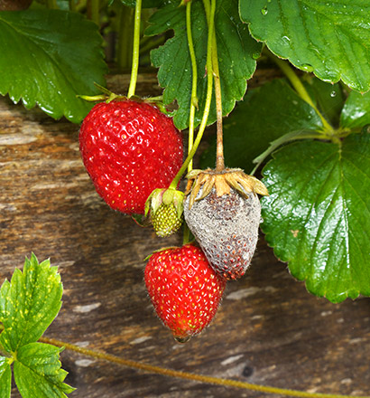 Botrytis