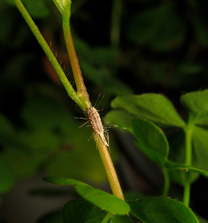 Cotonet