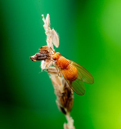 Drosophila suzukii