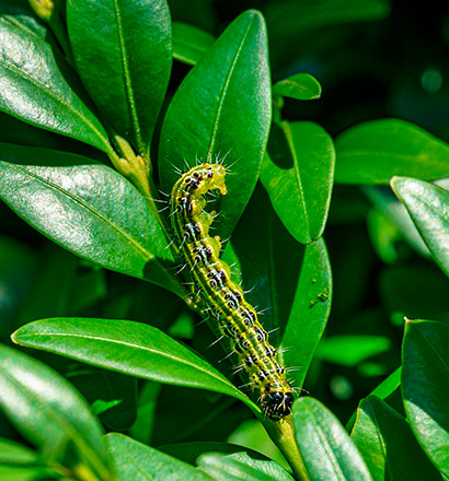 Lepidopteros