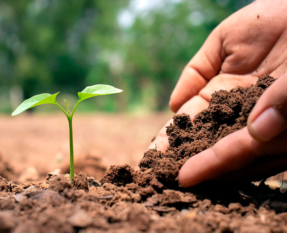 Nutricion vegetal